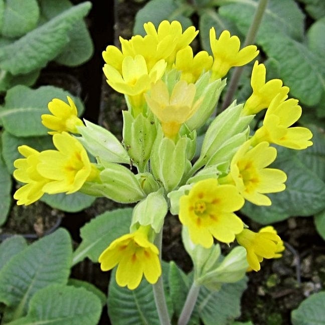 Primula veris