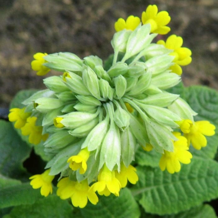 Primula veris