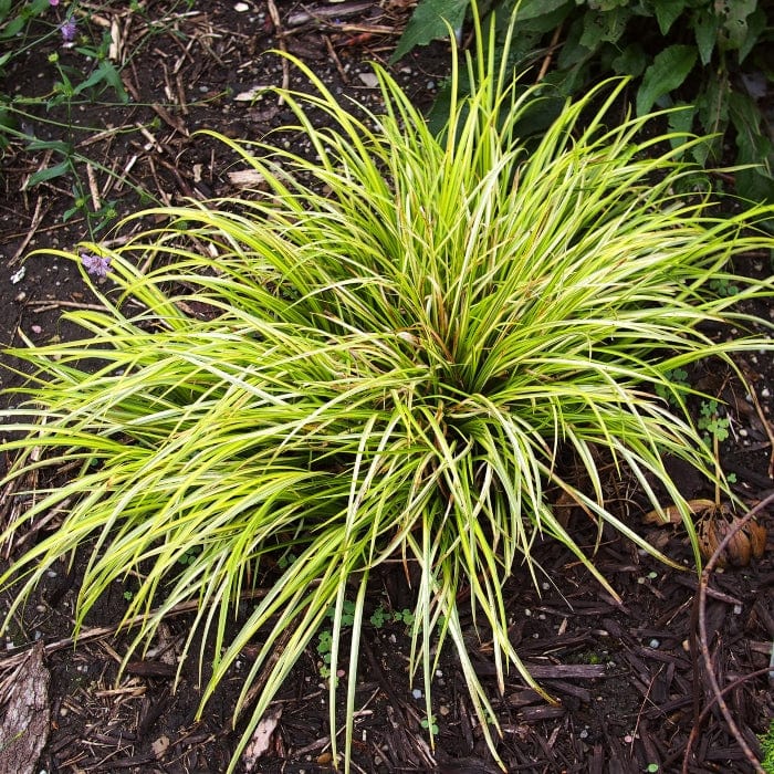 Acorus gramineus 'Ogon'
