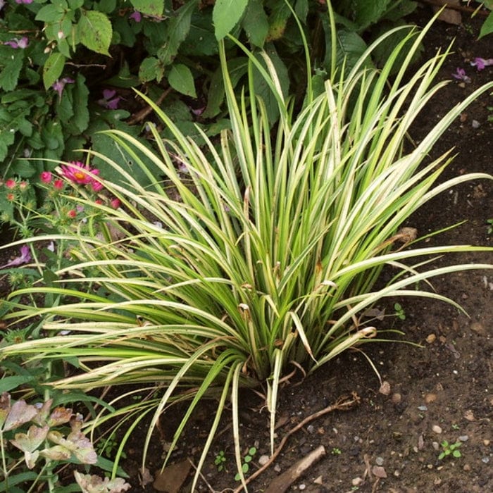Acorus gramineus 'Ogon'
