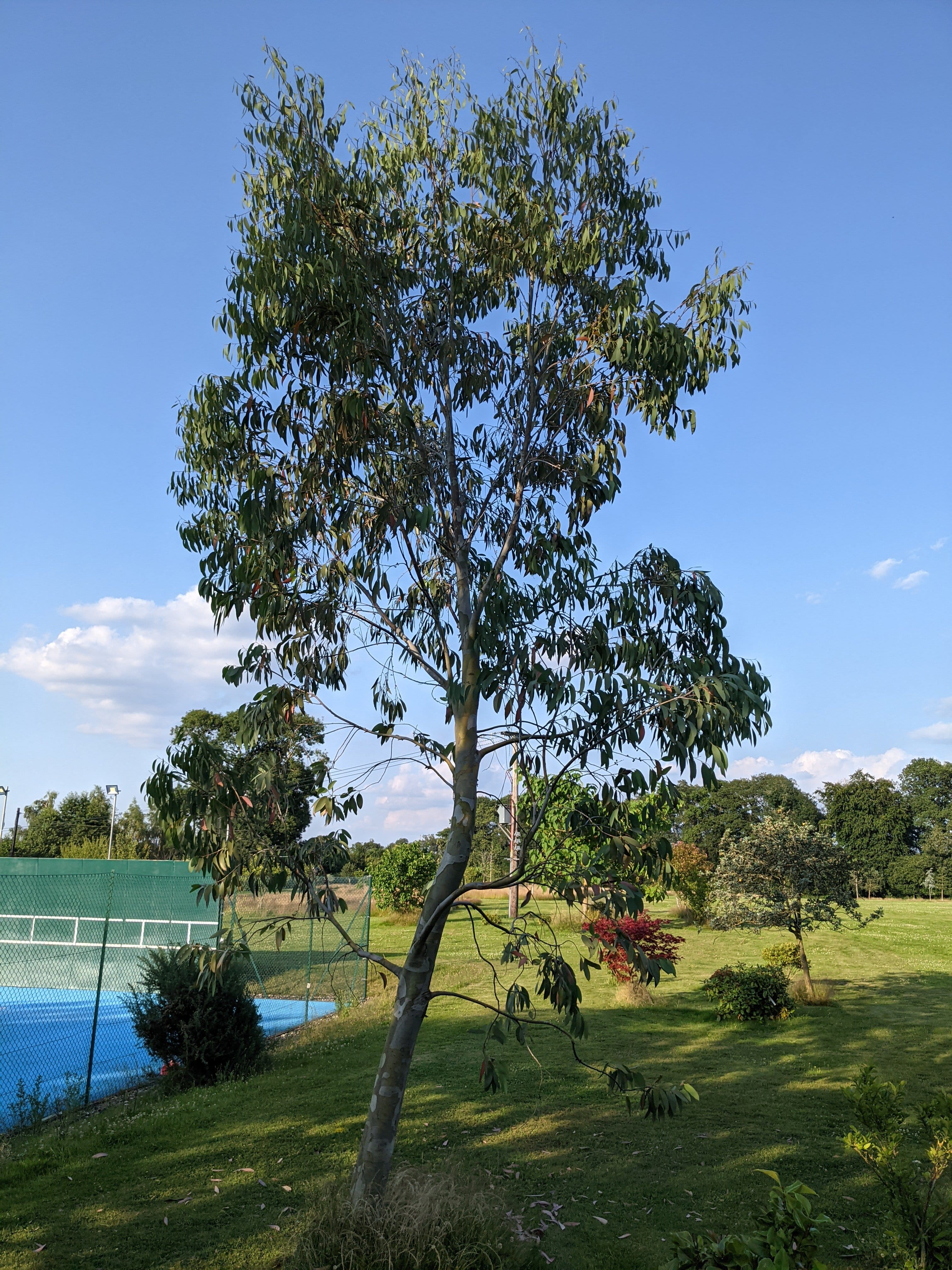 Eucalyptus pauciflora 'Niphophila'