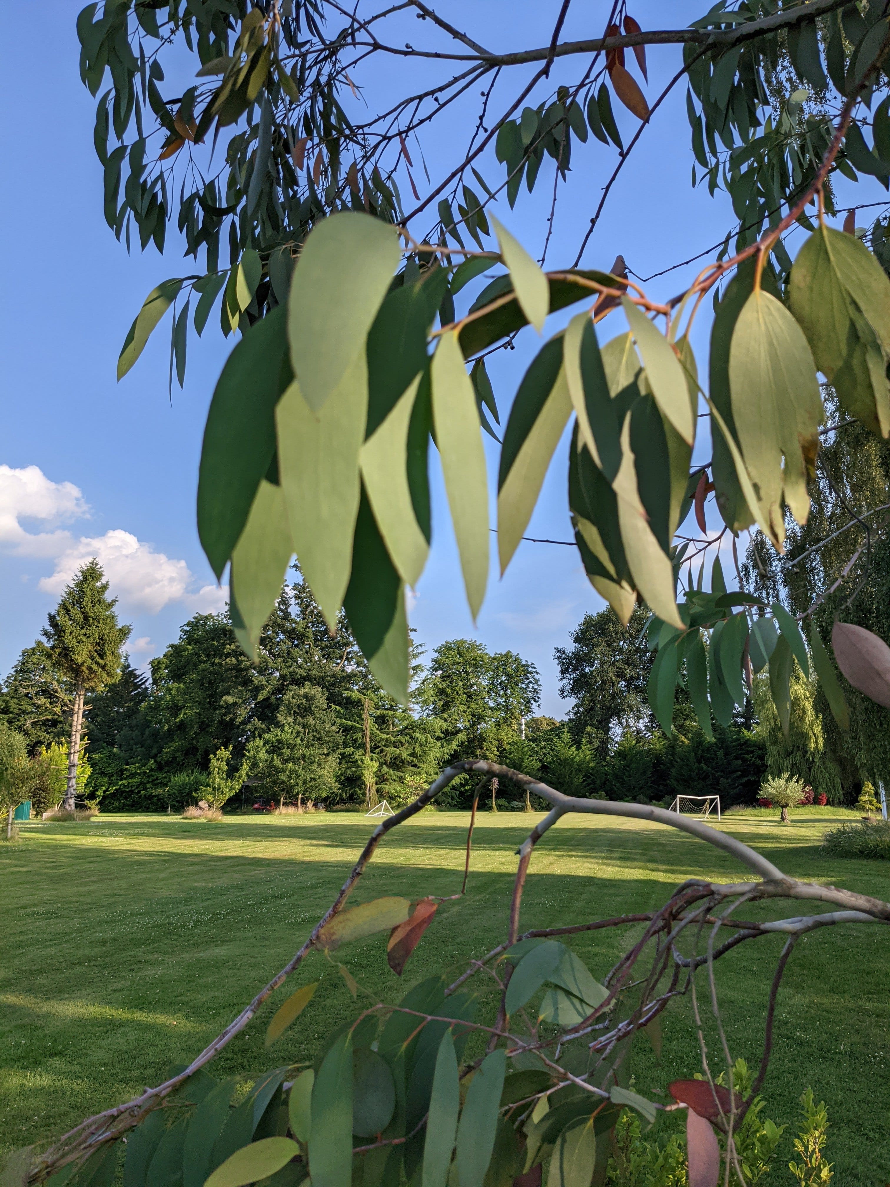 Eucalyptus pauciflora 'Niphophila'