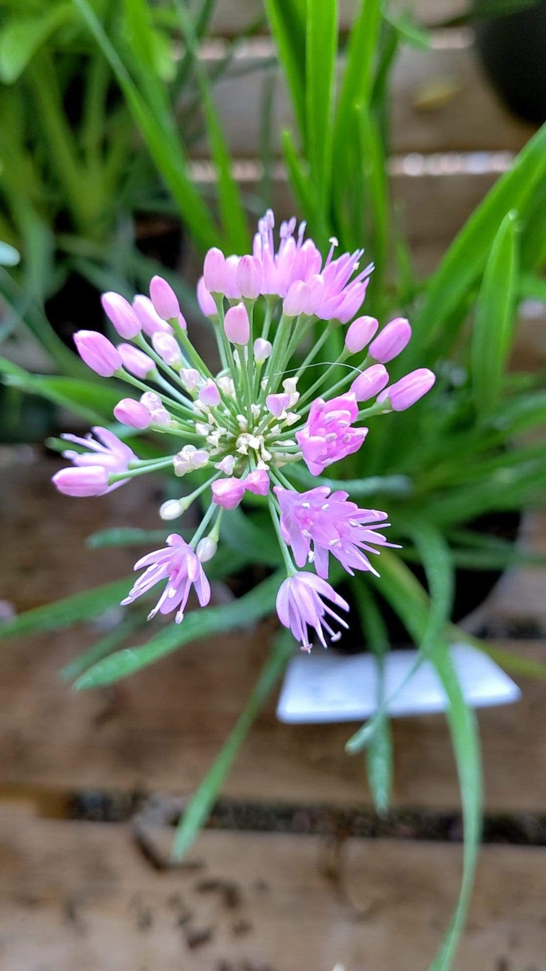 Allium 'Millenium'