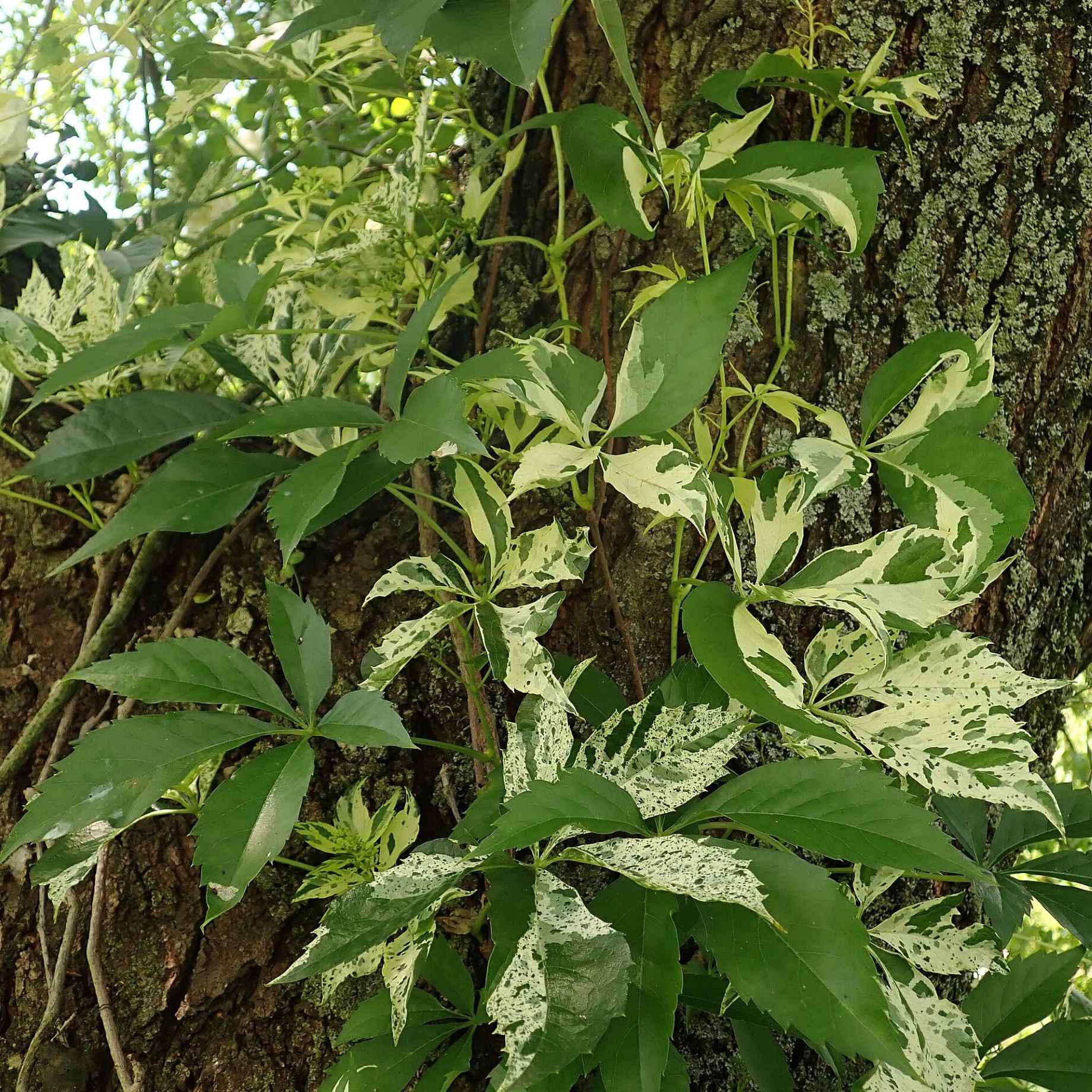Parthenocissus quinquefolia 'Star Showers'
