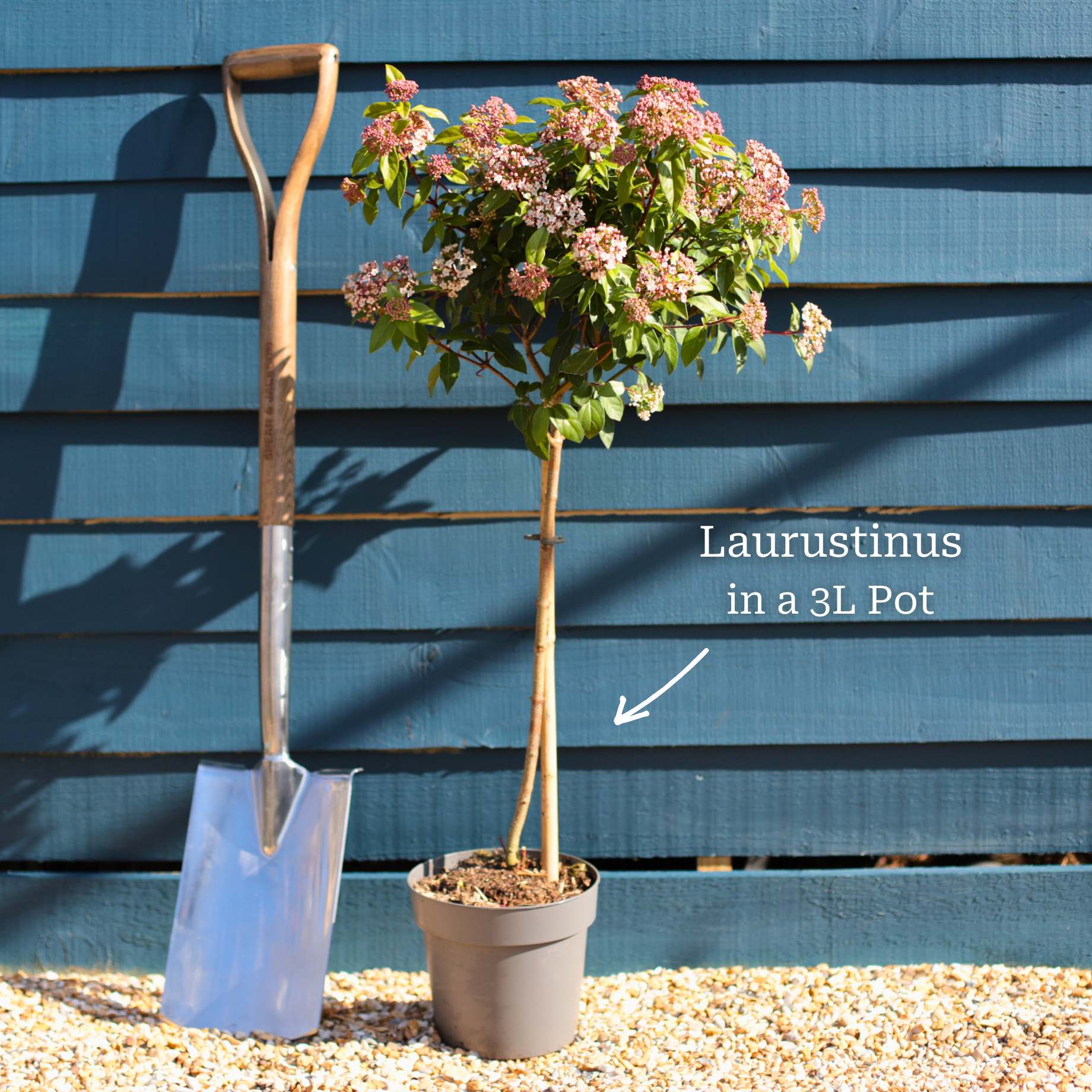 Laurustinus