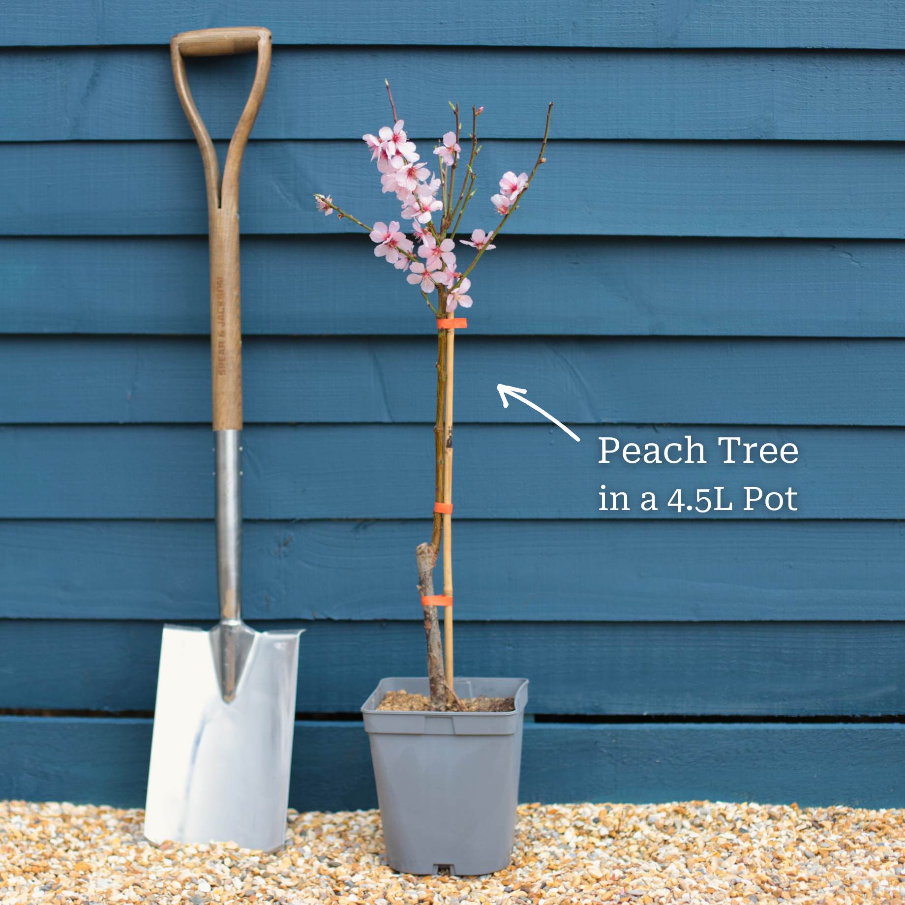 'Melred' Red-Flowered Patio Peach Tree