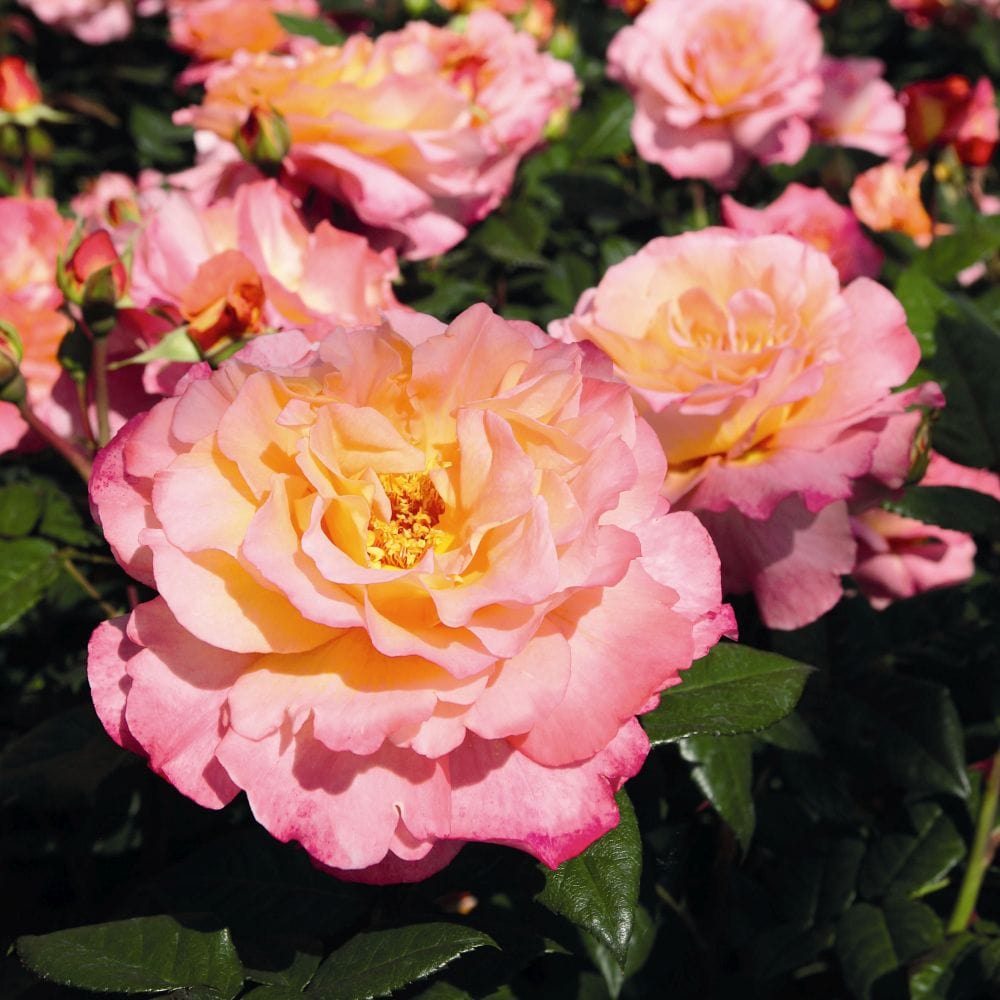 'Perfect Harmony' Hybrid Tea Rose