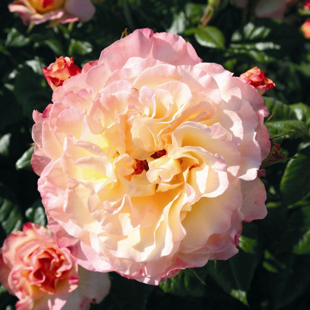 'Perfect Harmony' Hybrid Tea Rose