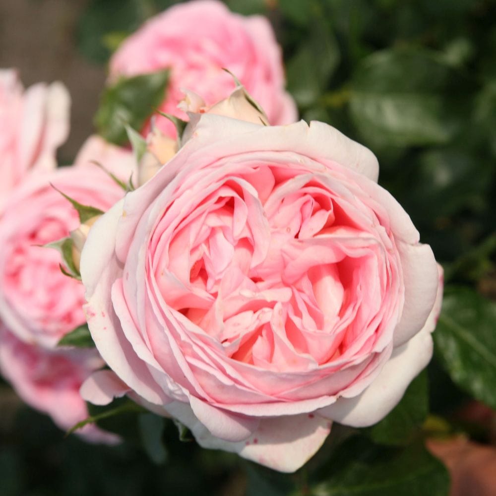 'Pink Martini' Hybrid Tea Rose