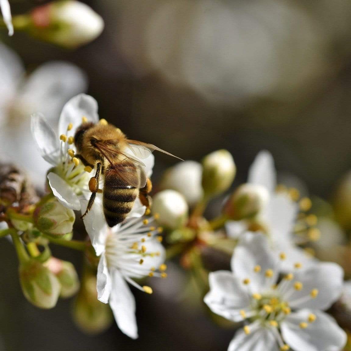 'Oullins Golden Gage' Plum Tree