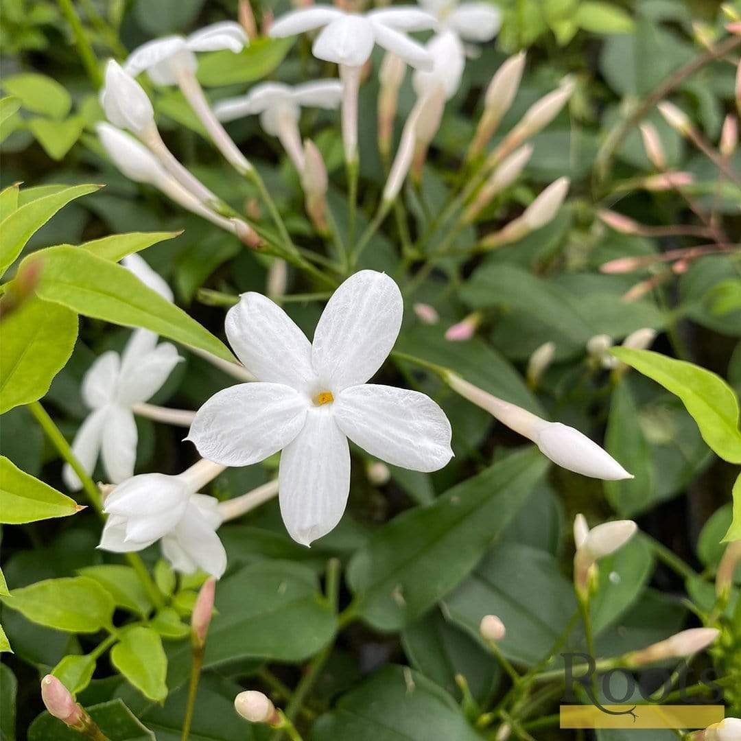 Jasmine polyanthum