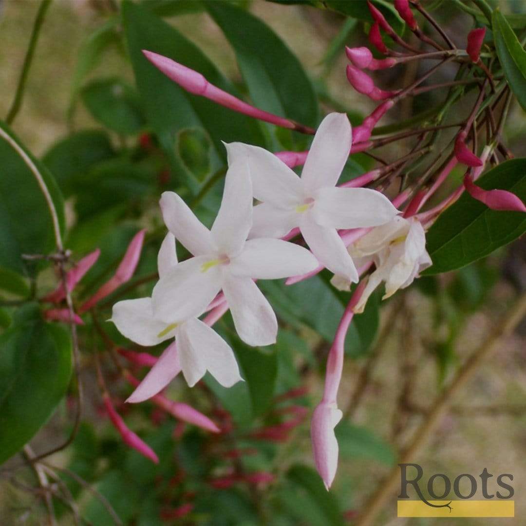 Jasmine polyanthum