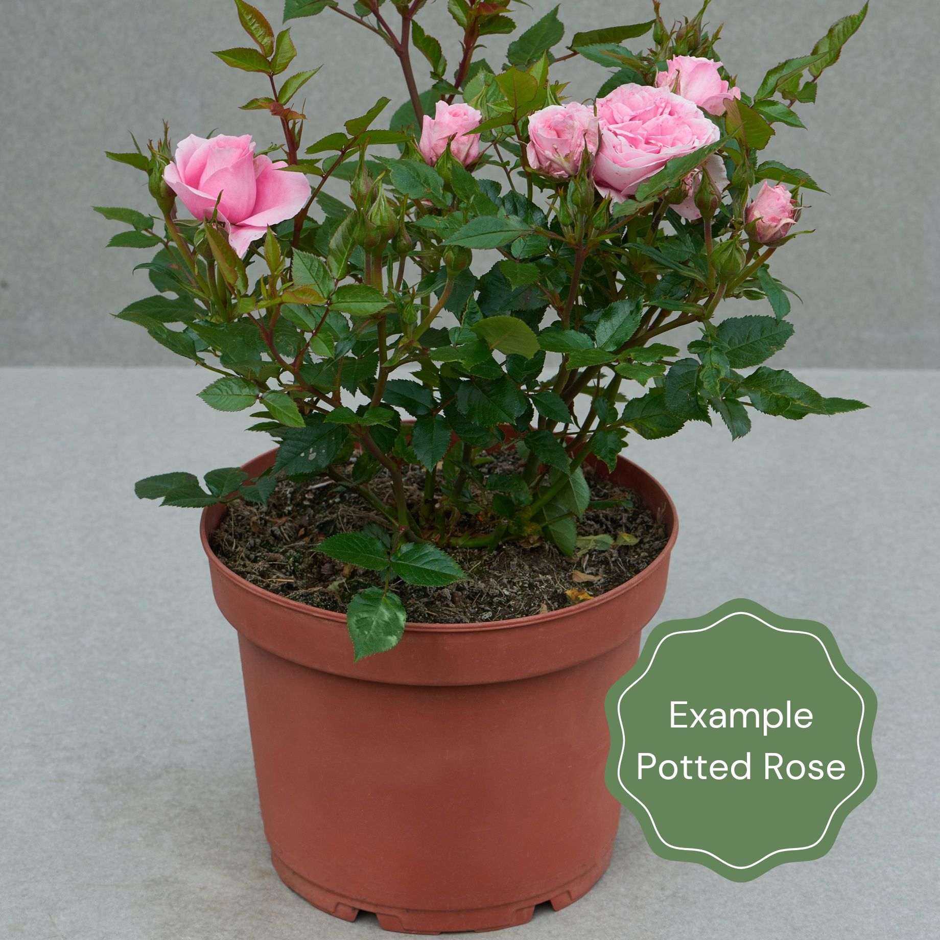 'Irish Eyes' Floribunda Rose