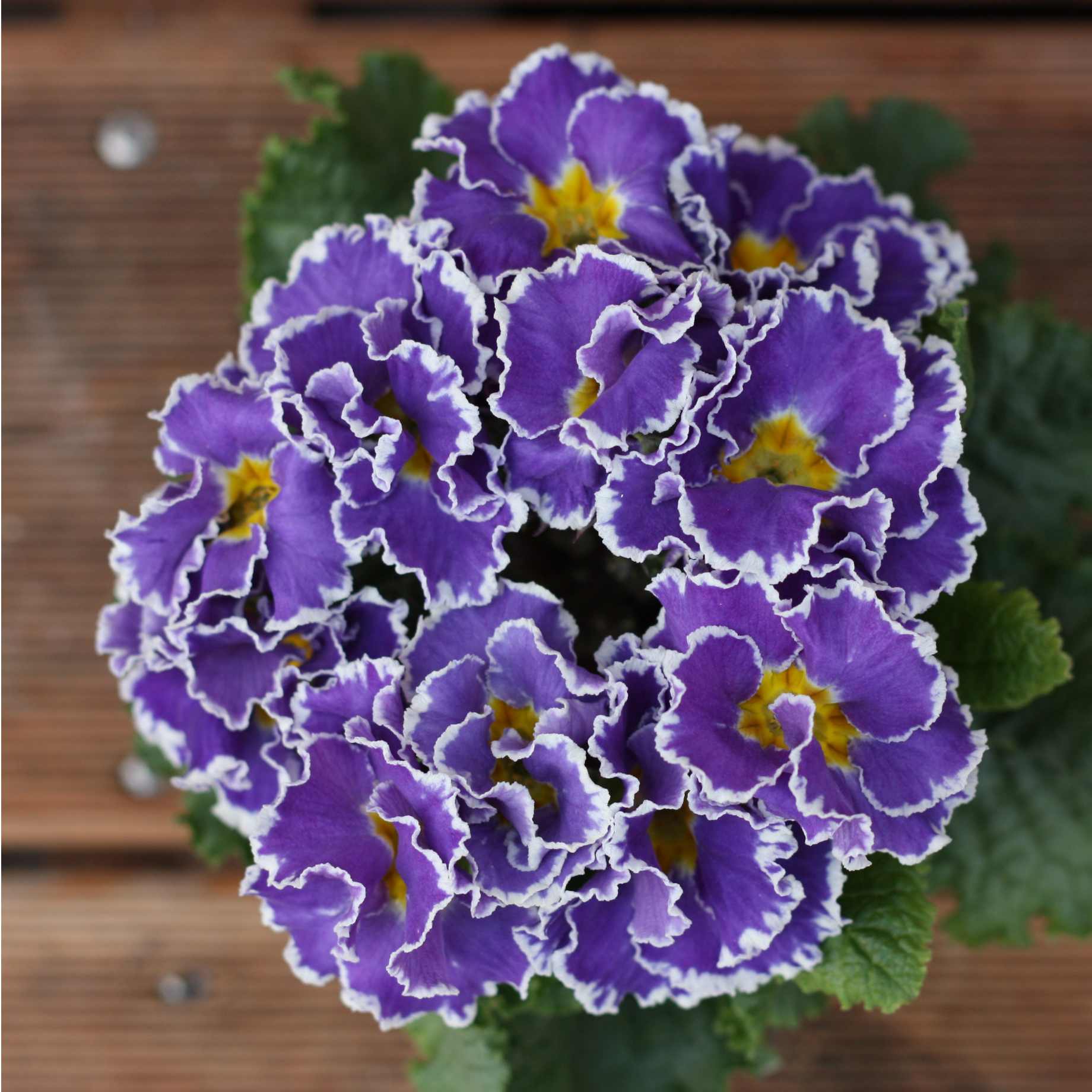 Blue & Purple Primrose Collection