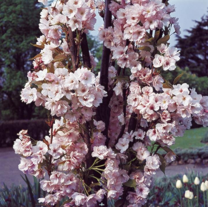 Prunus Amanogawa