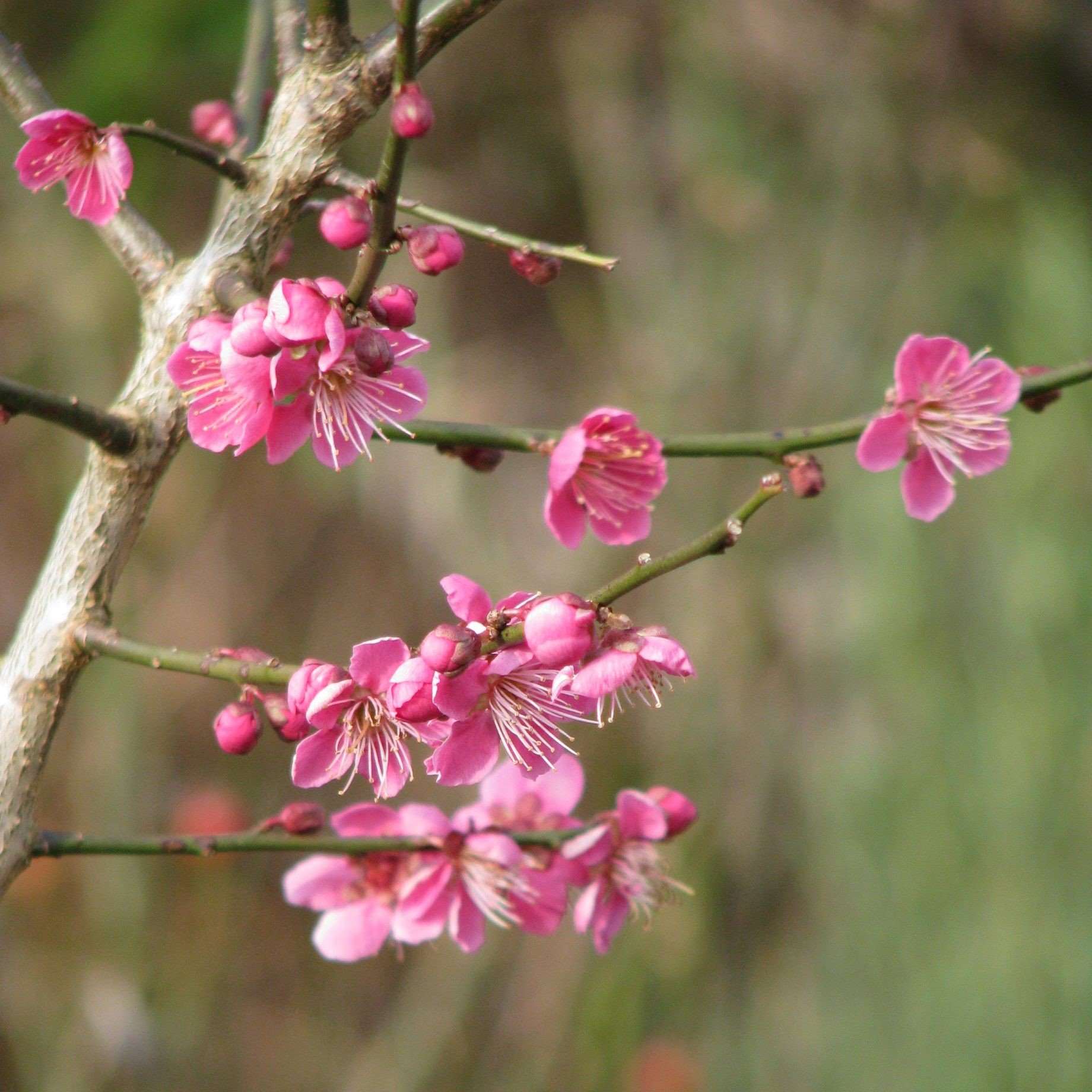 Prunus mume 'Beni-chidori'