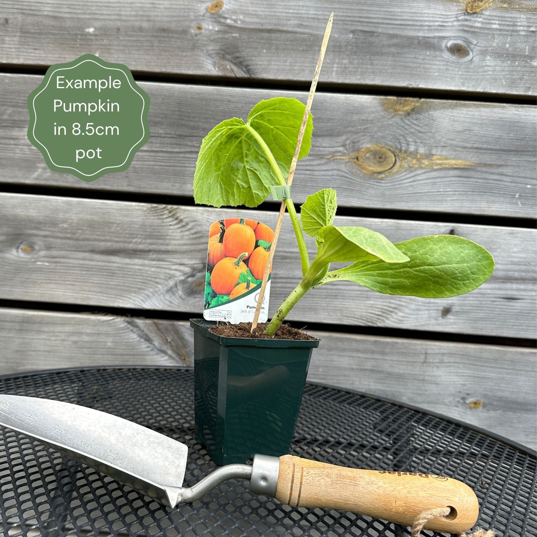 'Jack O'Lantern' Pumpkin Plant