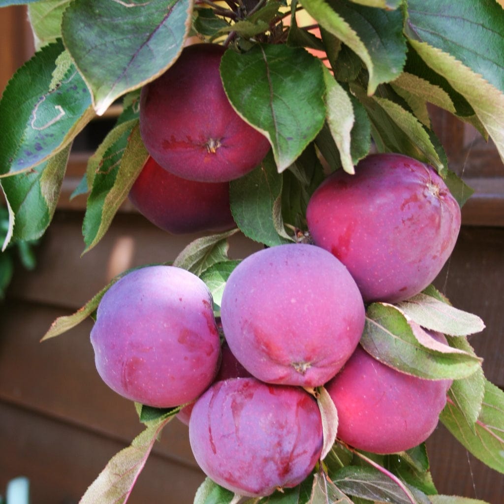 'Purple Haze' Columnar Patio Apple Tree
