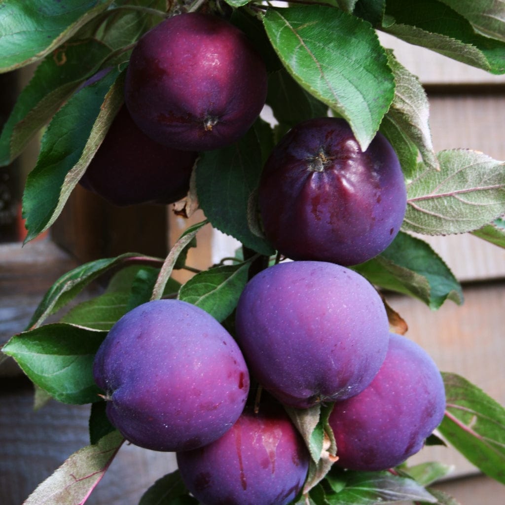 'Purple Haze' Columnar Patio Apple Tree