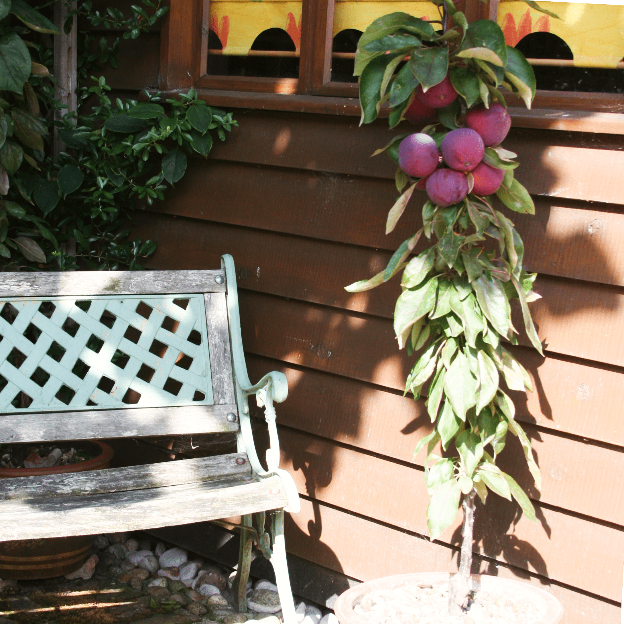 'Purple Haze' Columnar Patio Apple Tree