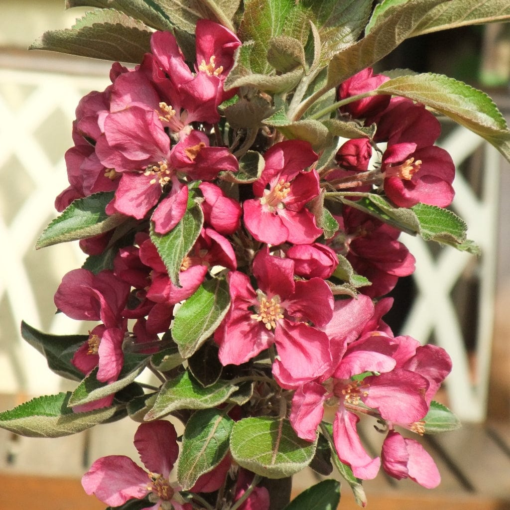 'Purple Haze' Columnar Patio Apple Tree