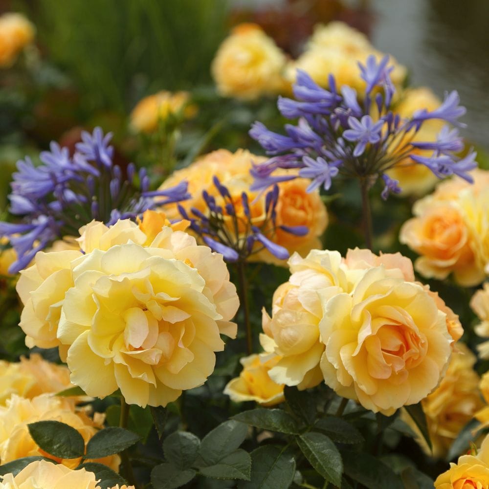 'Queen Bee' Floribunda Rose