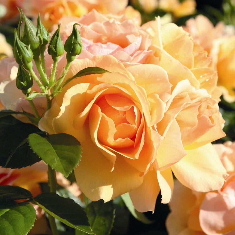 'Queen Bee' Floribunda Rose