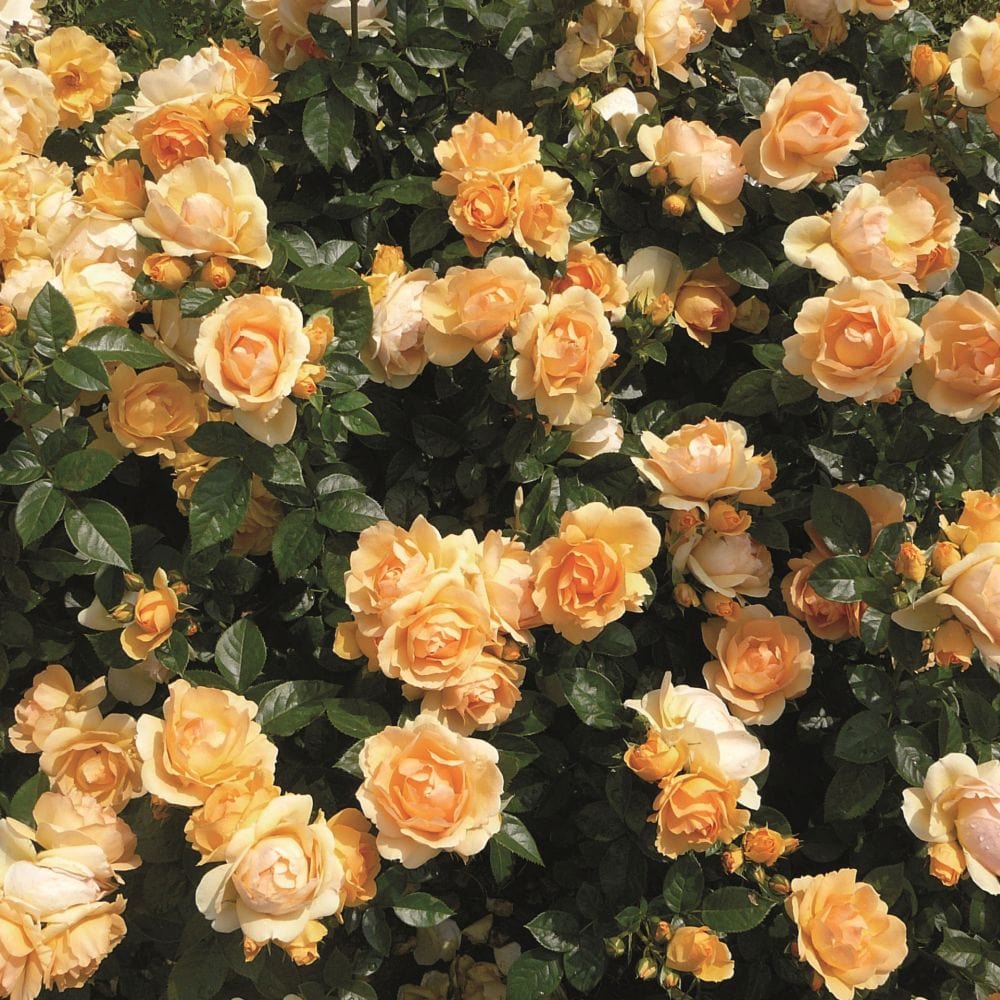 'Queen Bee' Floribunda Rose