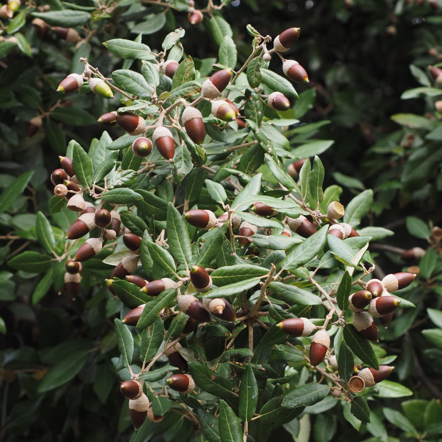 Quercus ilex
