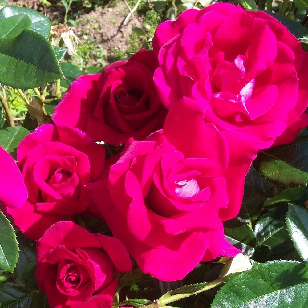 'Lovestruck' Floribunda Rose