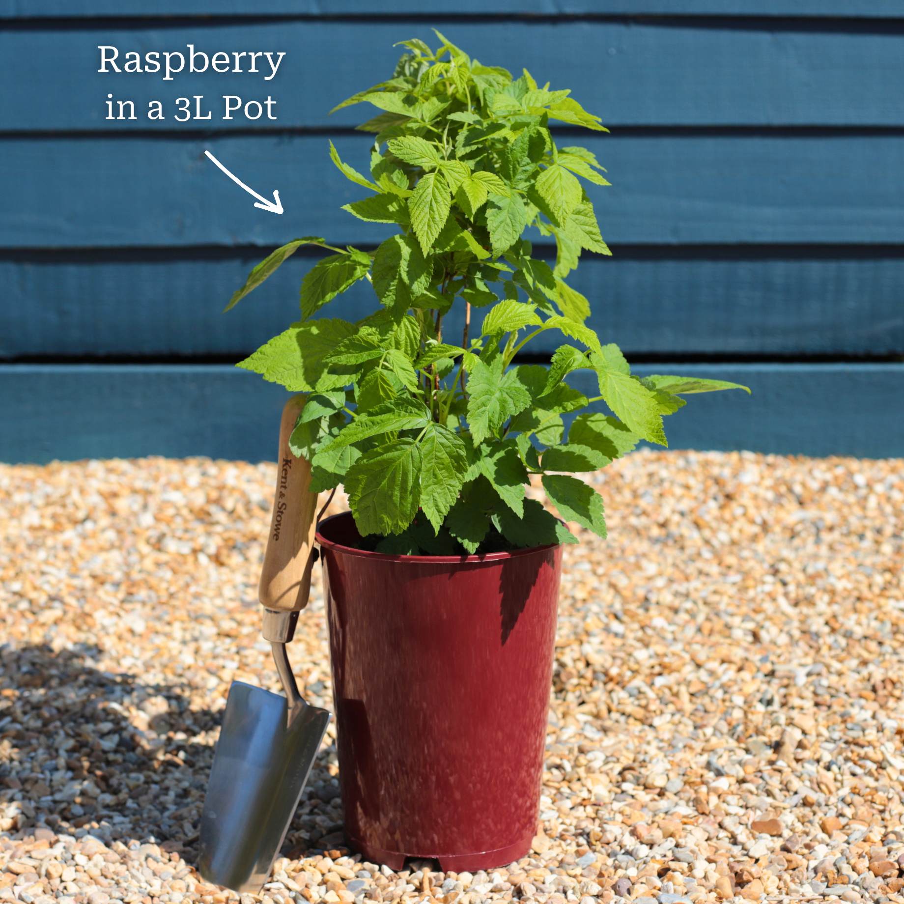 'Joan J' Raspberry Plants