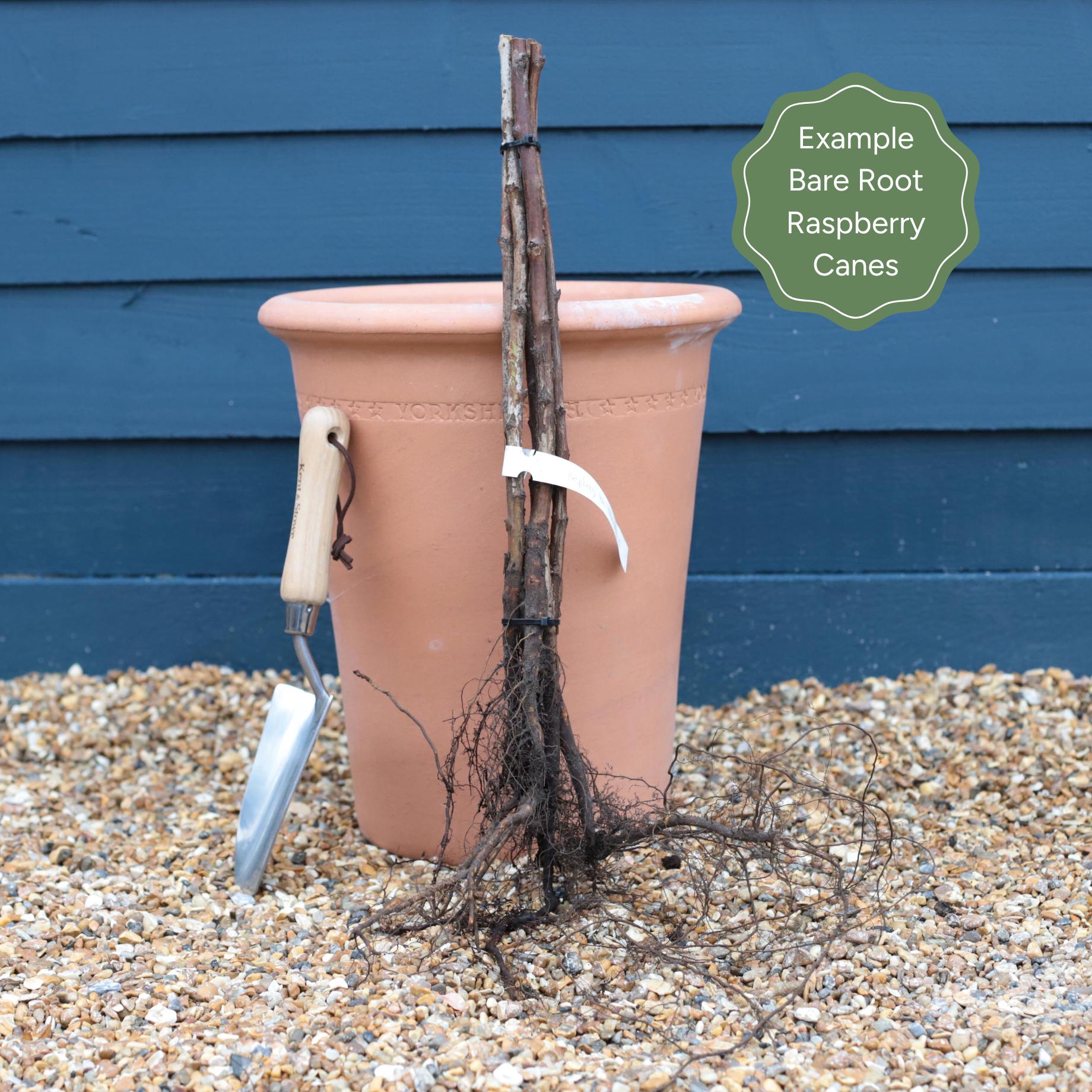 'Joan J' Raspberry Plants