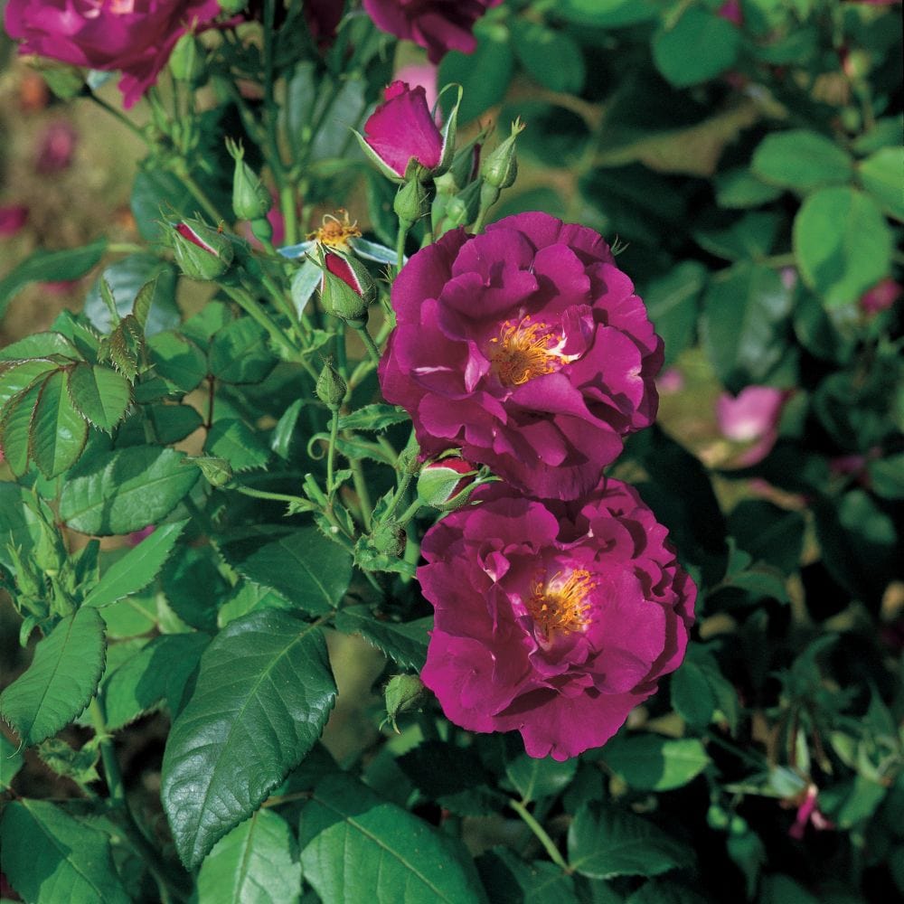 'Rhapsody in Blue' Floribunda Rose