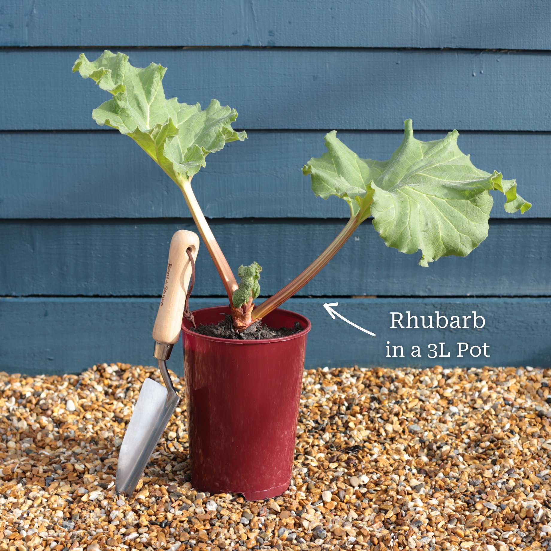 'Champagne' Rhubarb Plant