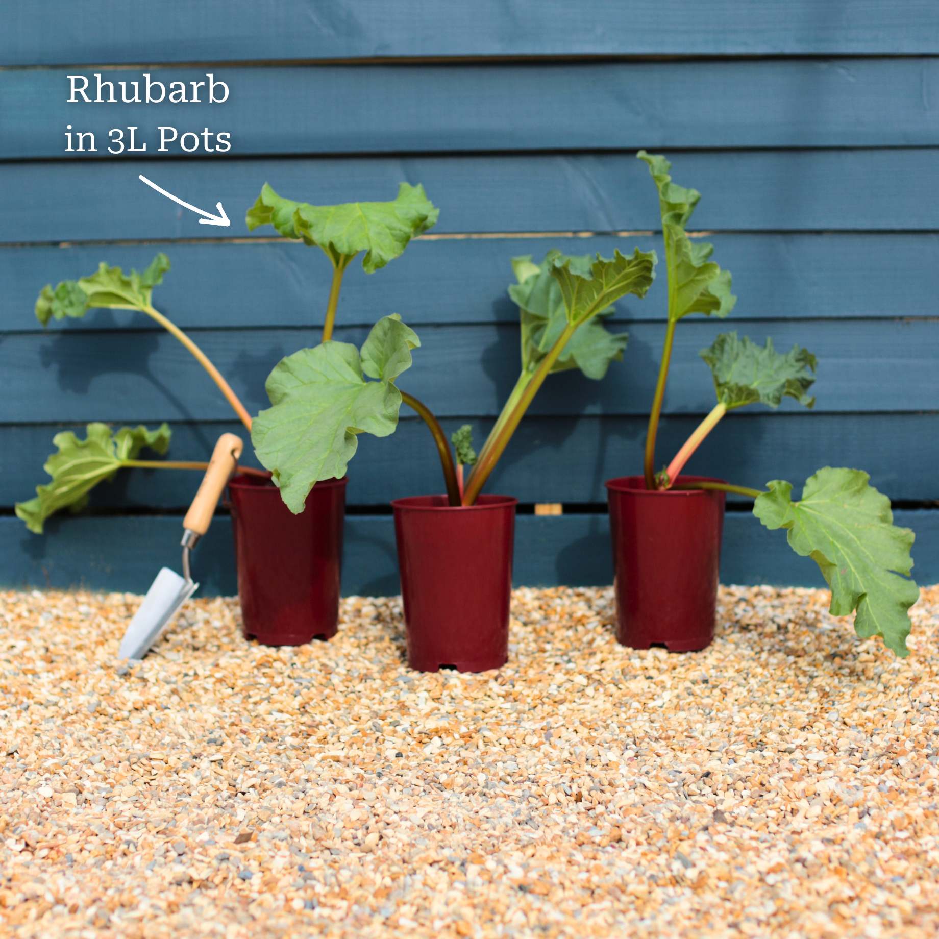 'Champagne' Rhubarb Plant