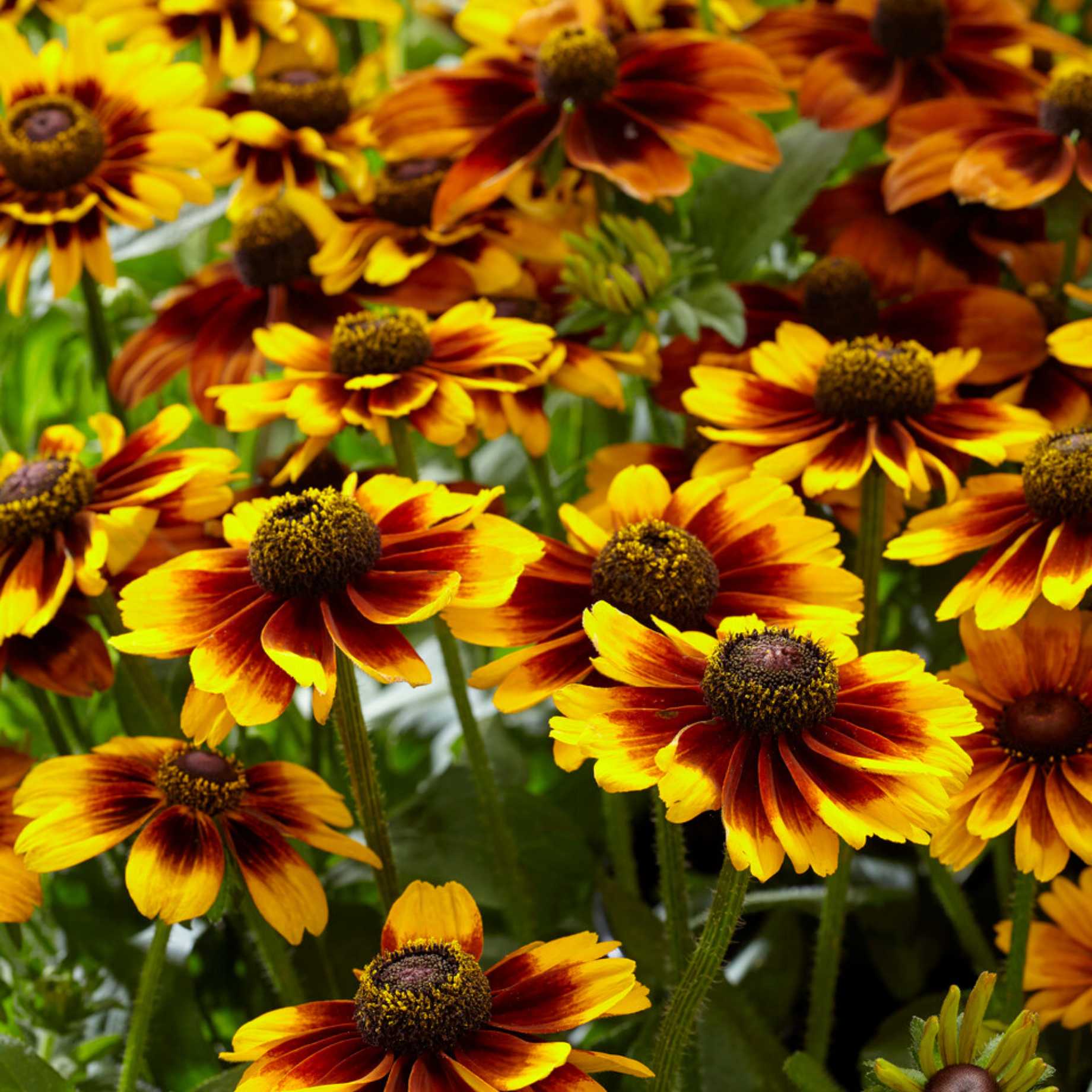 Rudbeckia 'Kissing SmileyZ'