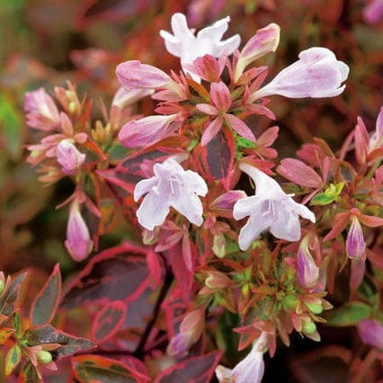 Abelia 'Sunshine 'Daydream'