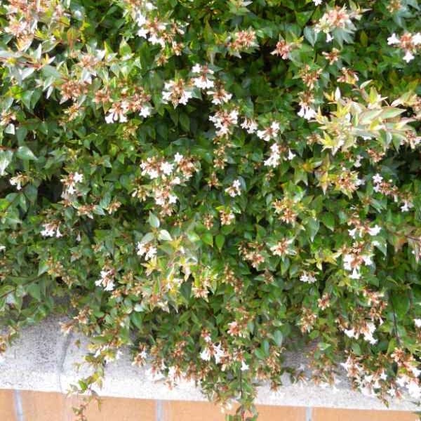 Abelia 'Sunshine 'Daydream'