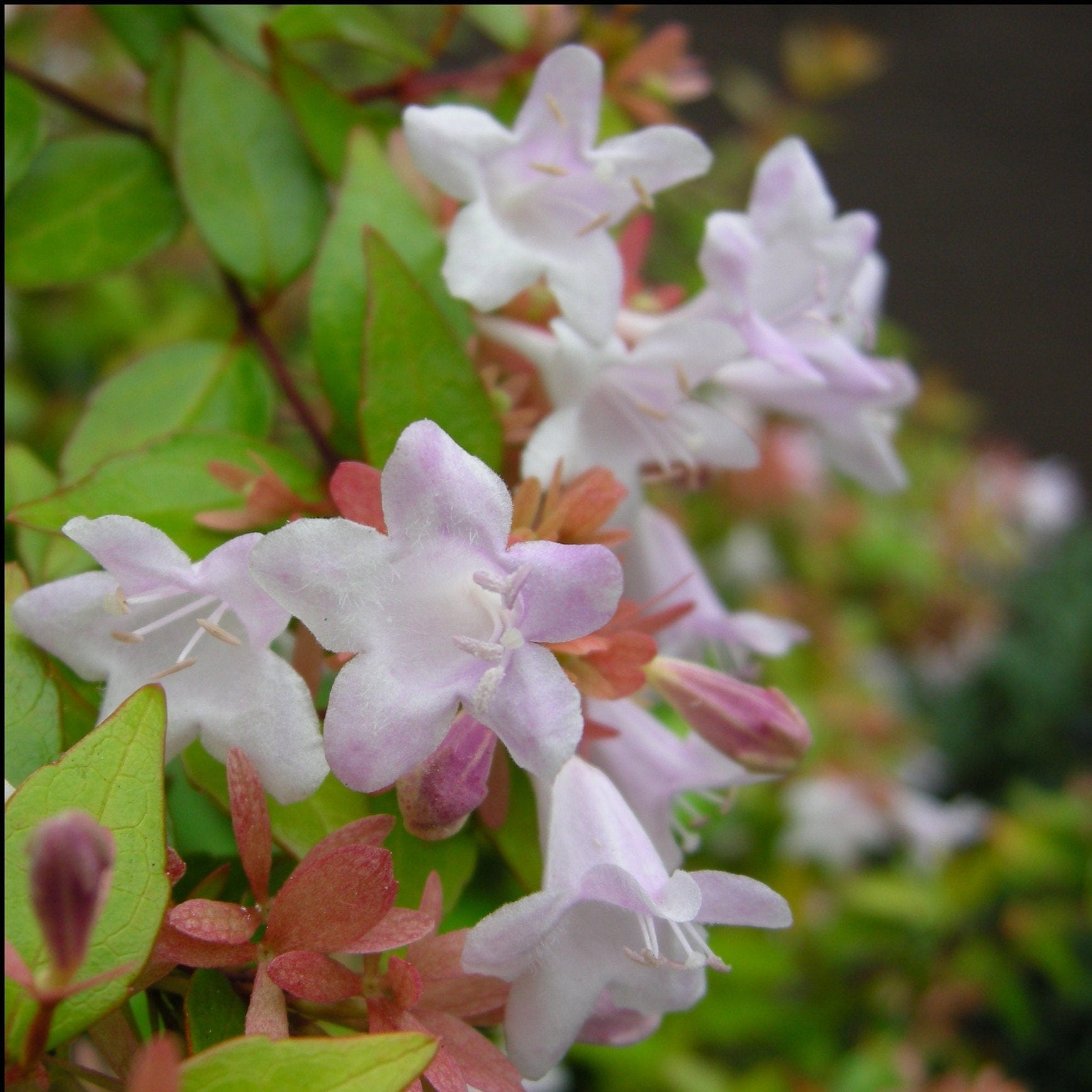 Abelia 'Sunshine 'Daydream'