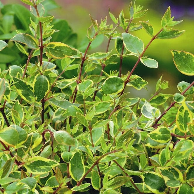 Abelia 'Sunshine 'Daydream'
