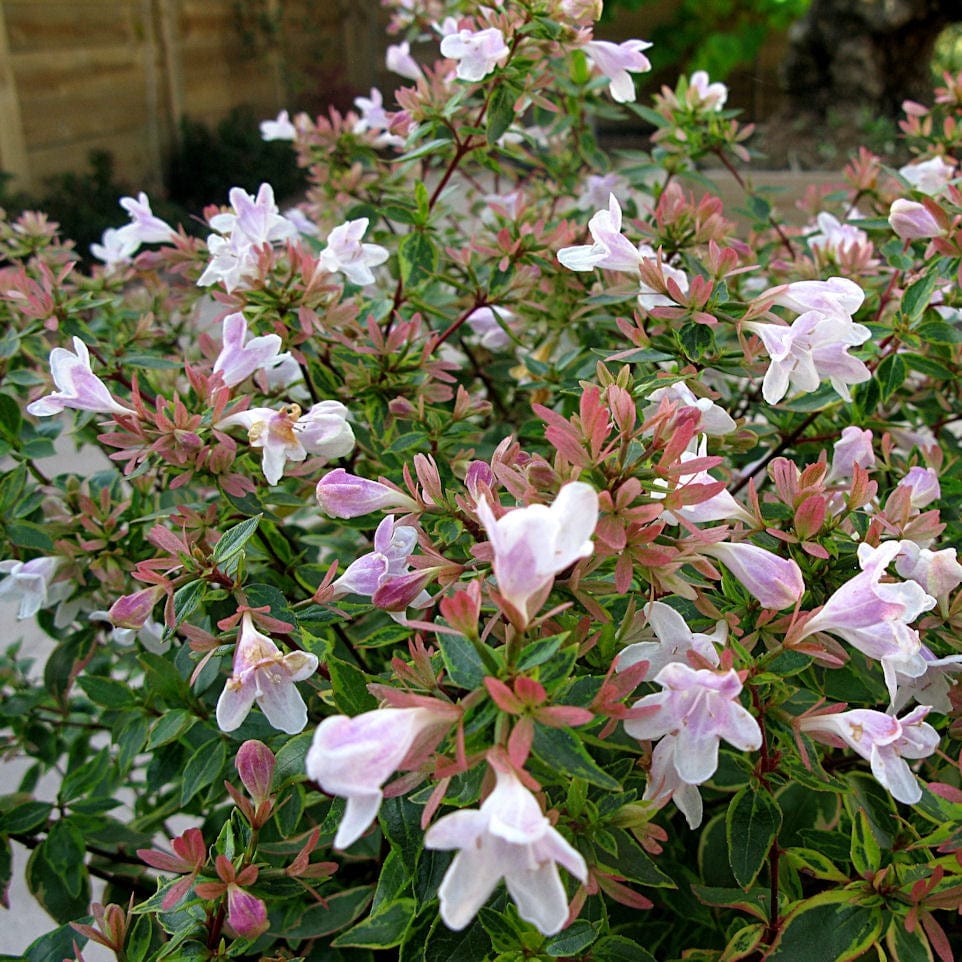 Abelia 'Sunshine 'Daydream'