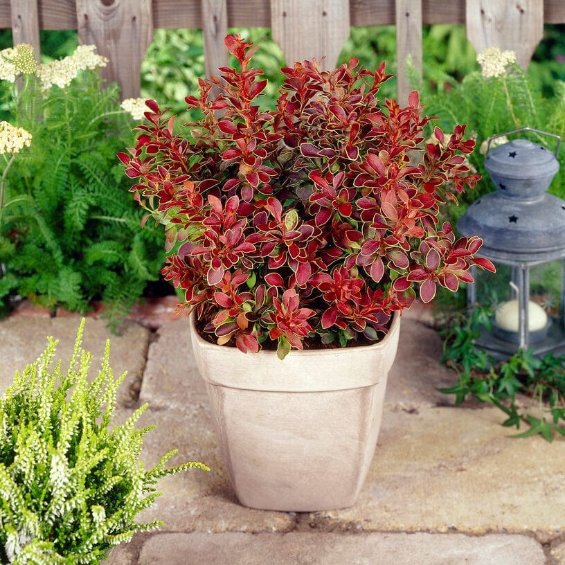 Japanese Barberry