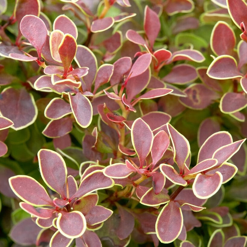Japanese Barberry