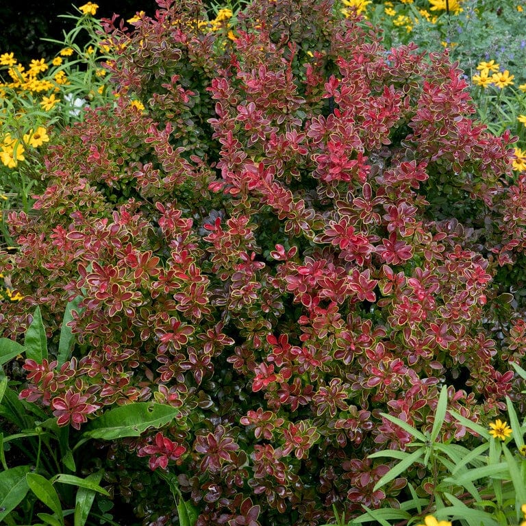 Japanese Barberry