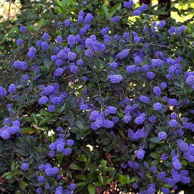 Best Evergreen Shrubs