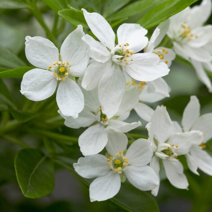 Choisya ternata