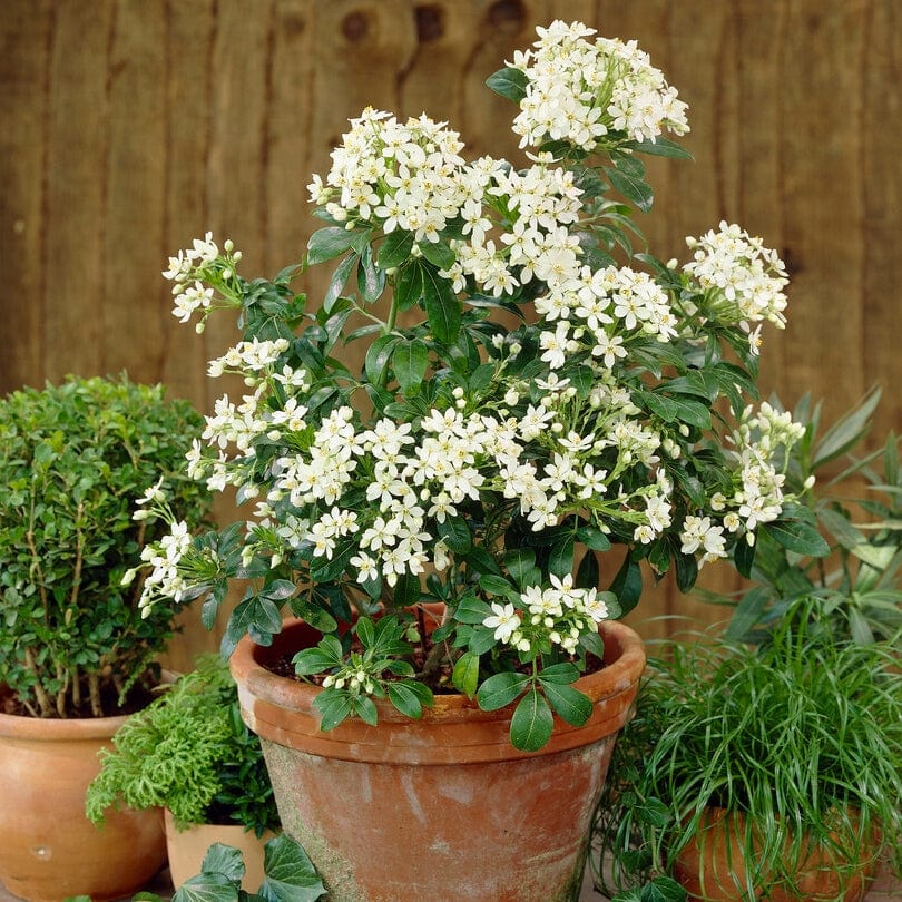 Choisya ternata