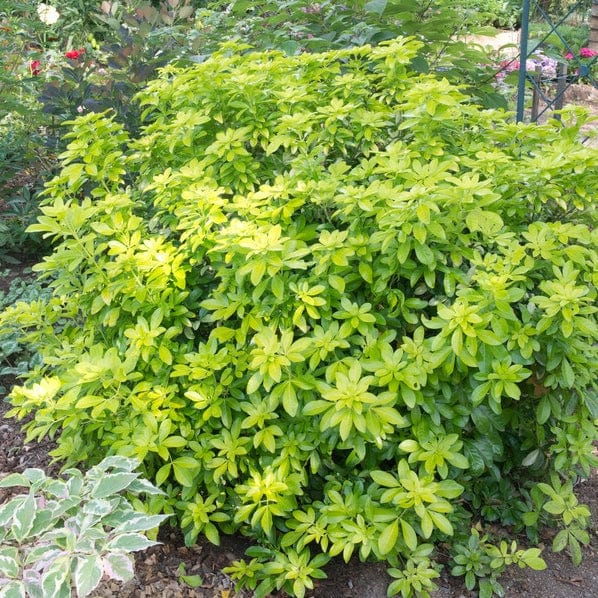 Best Shrubs For Borders