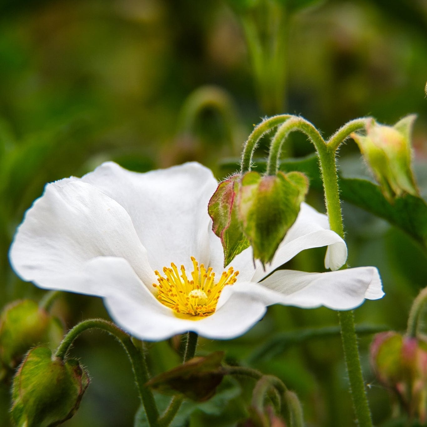 Cistus corbariensis