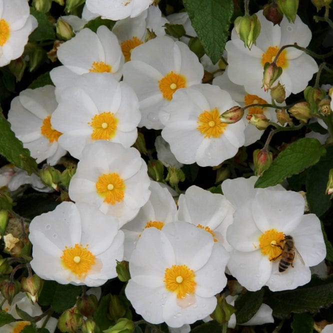 Cistus corbariensis